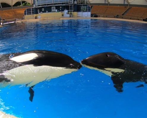 Orca Morgan & Ula Loro Parque 2019